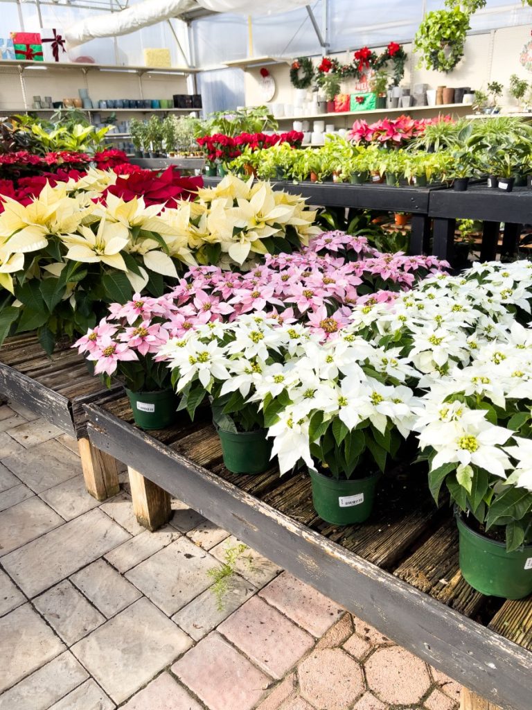 Cream, red, pink and white Poinsettias at a nursery.