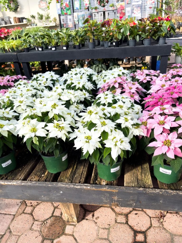 Caring for Poinsettias. Beautiful white and pink poinsettias.