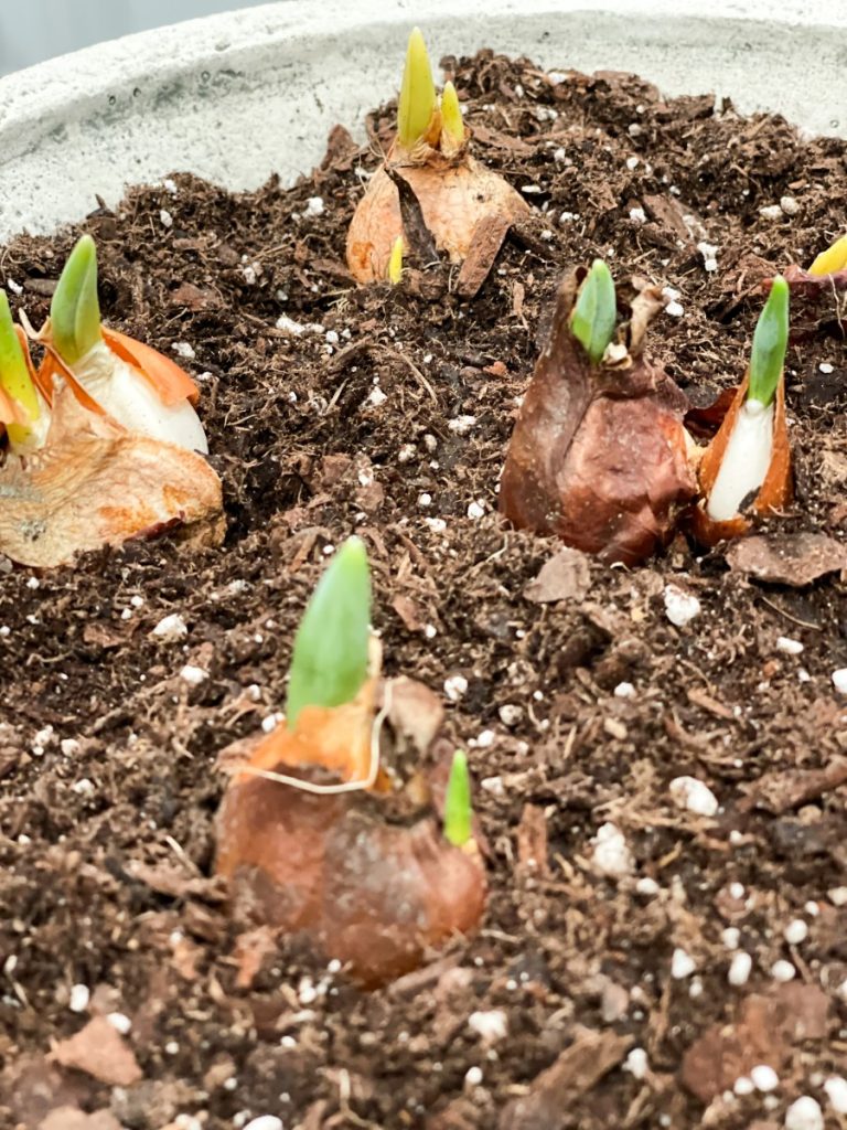 How to plant bulbs to force them to bloom.