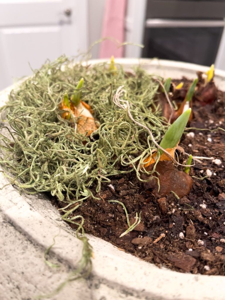 Adding pretty green Spanish Moss to a urn of bulbs to be forced to bloom.