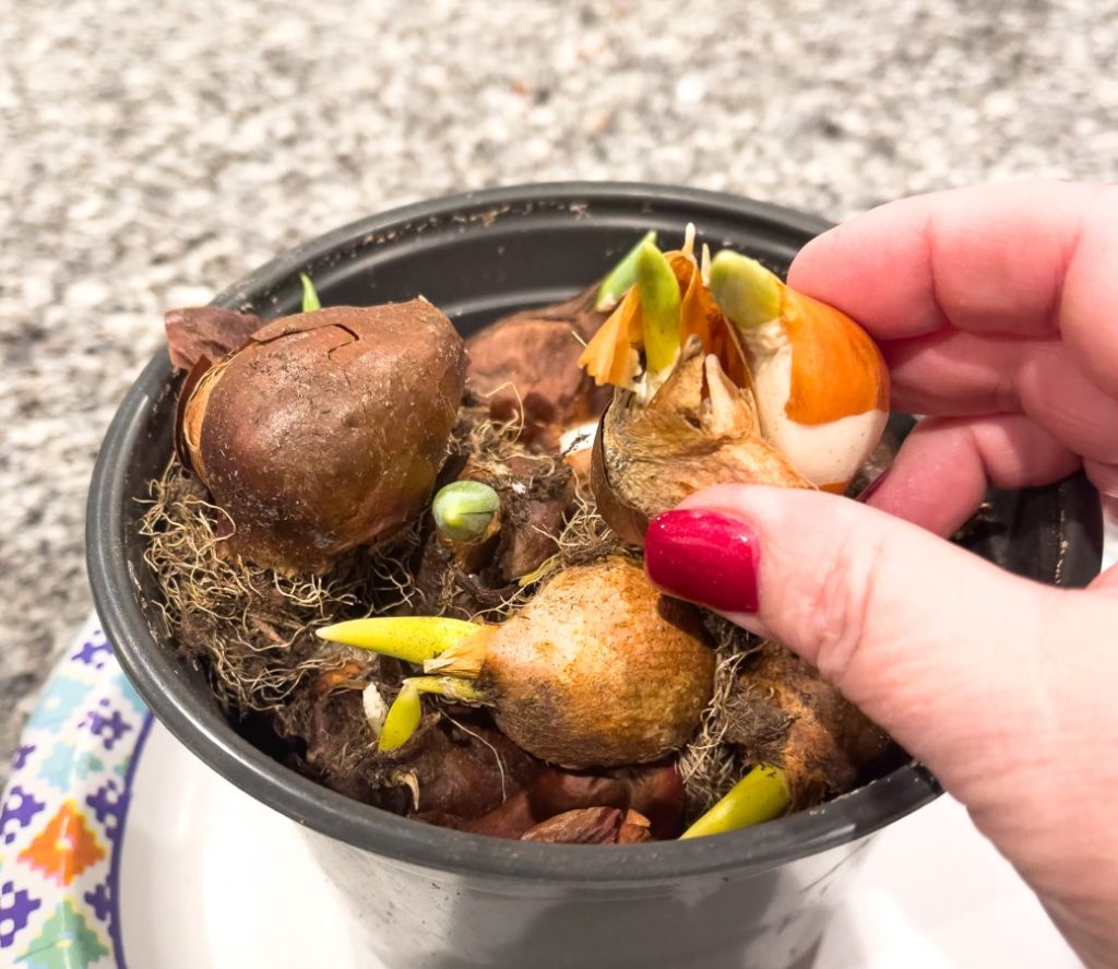 Selecting healthy bulbs to use.