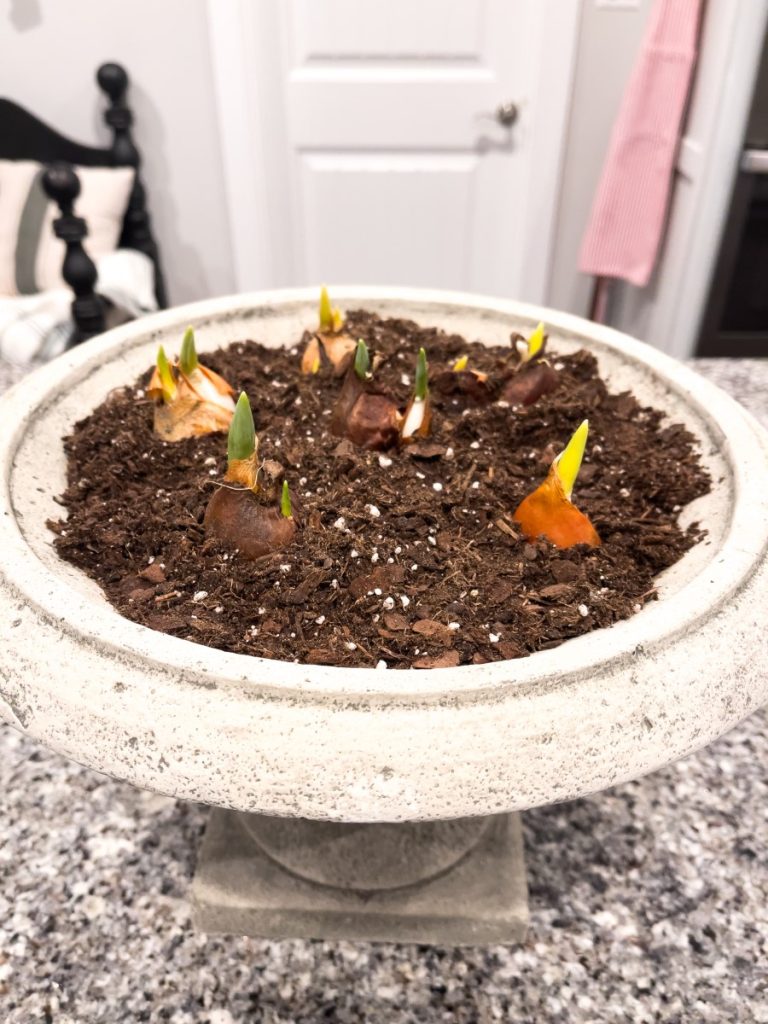 A concrete urn filled with tulip bulbs.